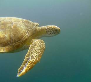 Schildkröte am Hausriff