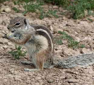 Leuchtturm Morro Jable