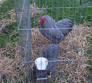 Hahnaustellung im Park