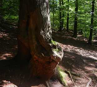 Sachsenwald