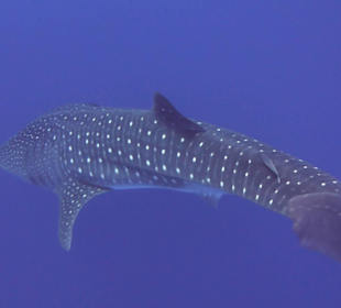 Den muss man mal besucht haben...