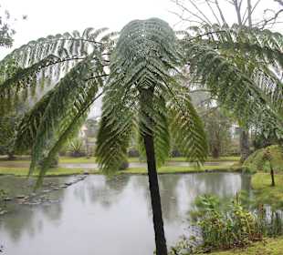 Meterhoher Baumfarn