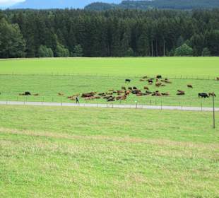 Angus Mutterkuh und Kalb Herde