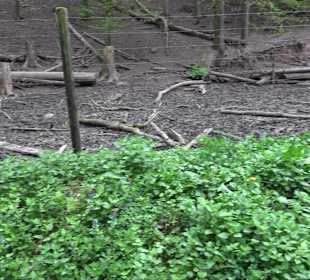 Walderlebnisweg Rottenburg