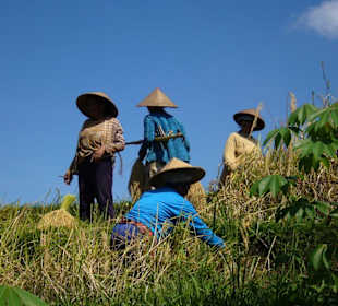 Reisbauern bei der Arbeit