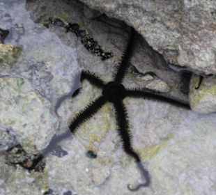 Ägyptischer Seestern