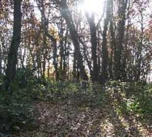 Ein Zauberwald im Höltigbaum