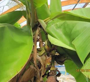 Echte Bananenstaude