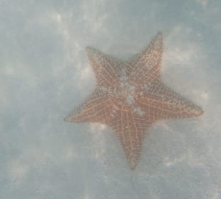 Und tatsächliche Seesterne gesehen