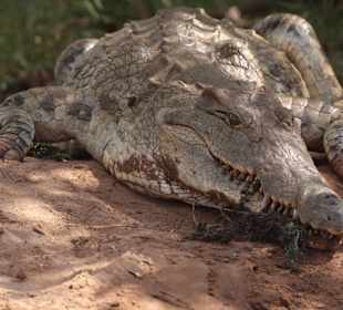 Schon gefrühstückt.