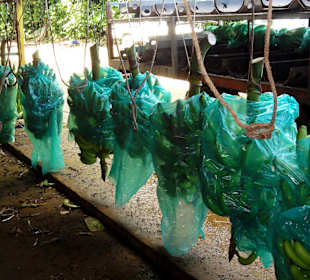 Jede Staude wird aufgehängt