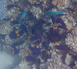 Schnorcheln Makadi Bay