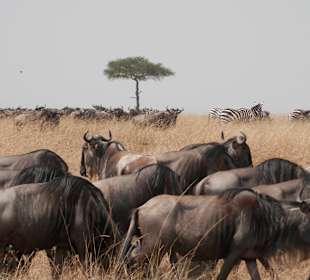 Gnus bei der Wanderung