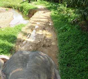 Elefantenreiten im Park