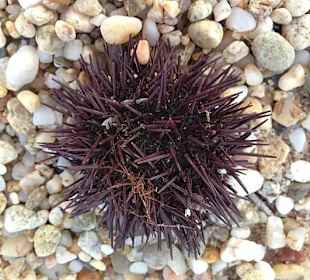 Seeigel am Strand von Nea Potidea