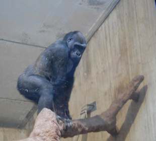 Washington Zoo