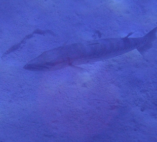 Riesiger Baracuda