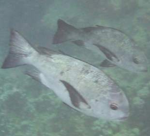 Schnorcheln Marsa Alam