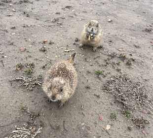 Badlands Ranch Store