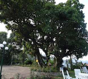 Elefantenreiten Sigiriya