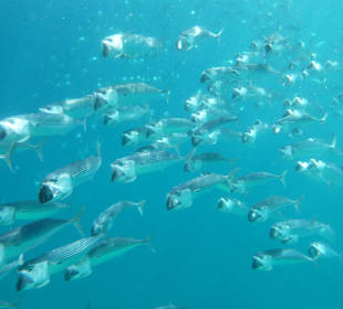 Bewohner des Hausriffs