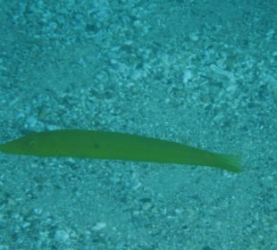 Zigarrenfisch