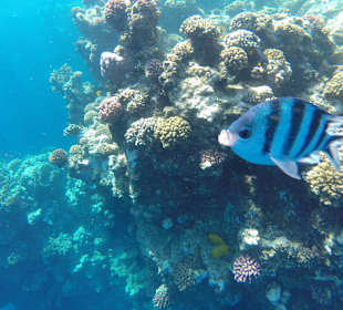 Домашний риф