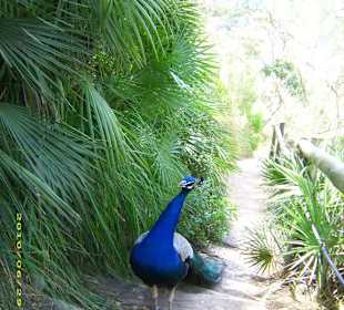 Pfau auf dem Spaziergang