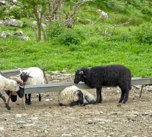 Eine Gruppe von Schafe an einer Tränke