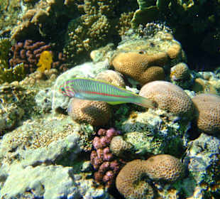 Šnorchlování na domovském útesu