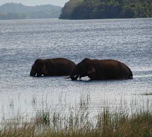 Elephanten Nationalpark