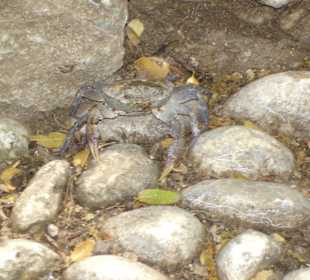 Keine Schmetterlinge, aber jede Menge Krebse