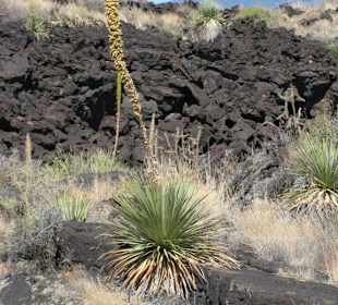 Valley of Fires Recreation Area in New Mexico