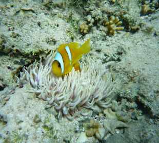 Nemo-Fisch aka Anemonenfisch