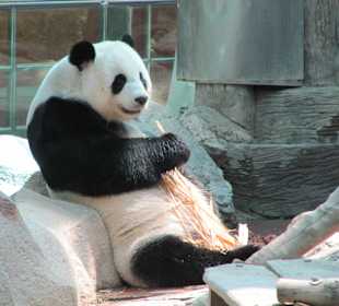Panda Bär Chiang Mai