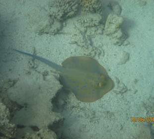 Schnorcheln Marsa Alam