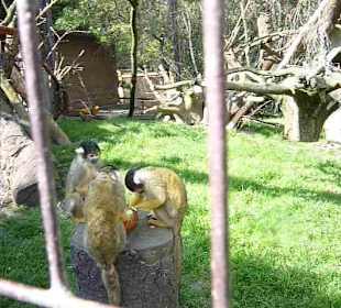Vogelpark - Kapuzineräffchen