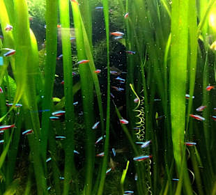 Blick in ein Aquarium