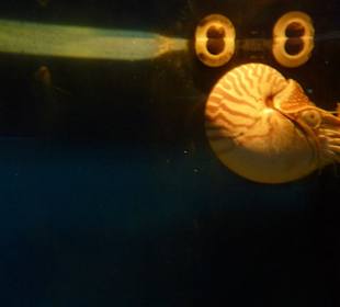 Skurrile Meeresbewohner