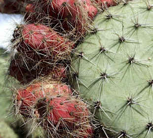 Opuntie mit Früchten