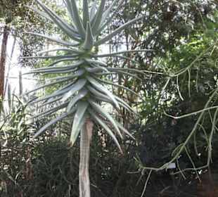 Botanischer Garten der Universität Zürich