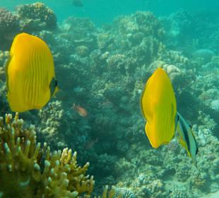 Schnorcheln in Abu Dabbab