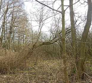 Naturschutzgebiet Boberger Niederung