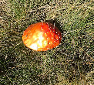 Wandern Turracher Höhe