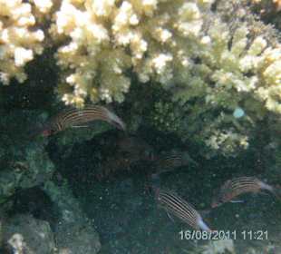 Bunte Fische im Meer