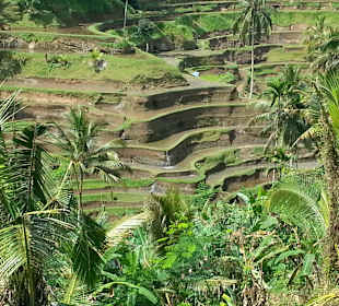 Blick auf die Terrassen