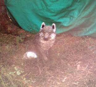 Neues im Kletterwald 09-2012