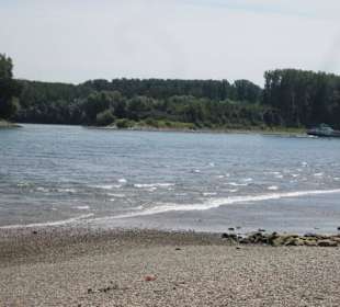 Am Rhein in Germersheim Niedrigwasser