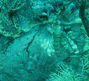 Unterwasserwelt Dahabs