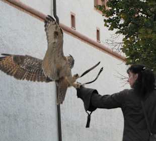Flugshow Falkenhof Augustusburg